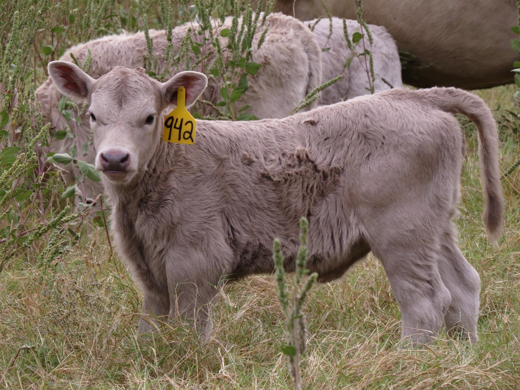 942 Heifer (16 days)