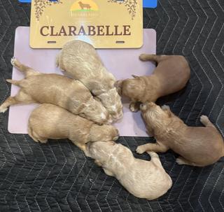 c females