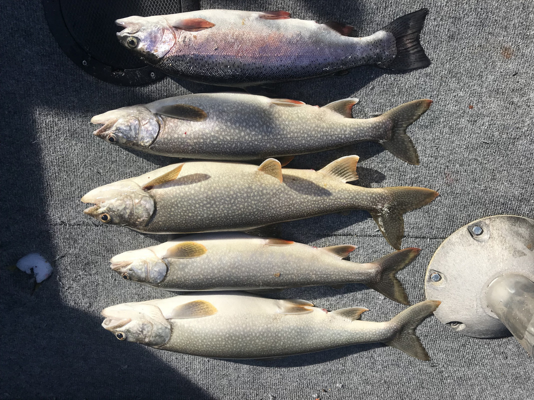 B39E1D4C-F618-4E71-AD72-CEA3370A2084