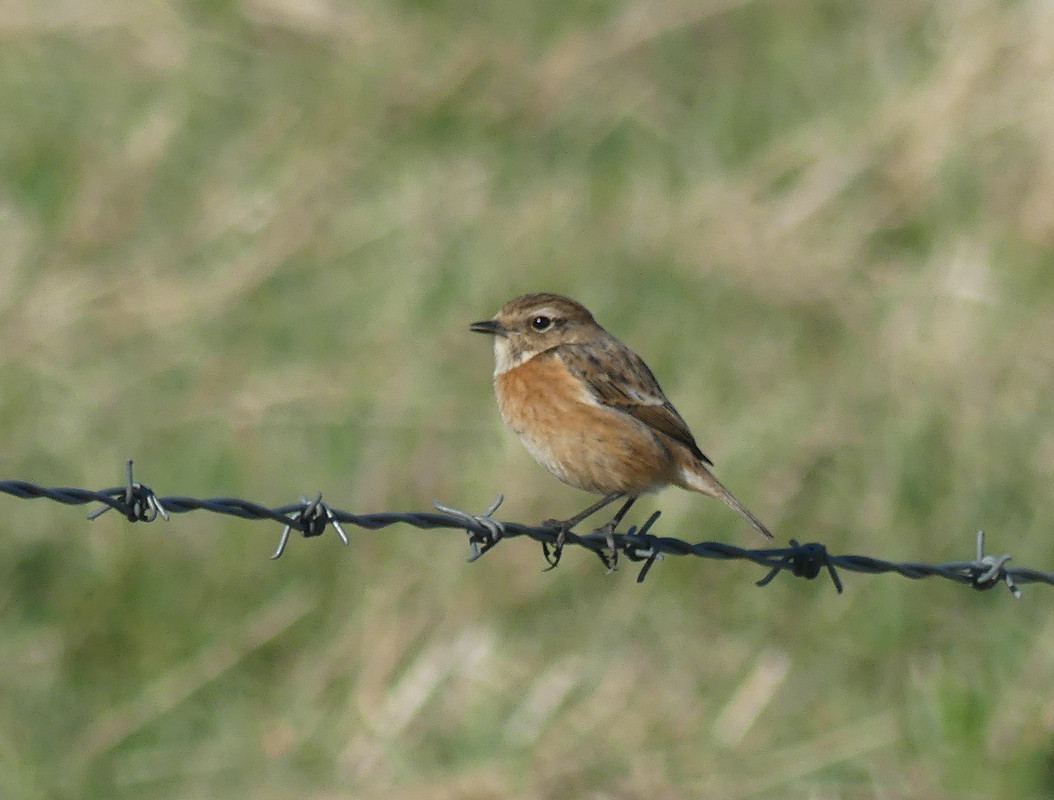 FE STONECHAT 1