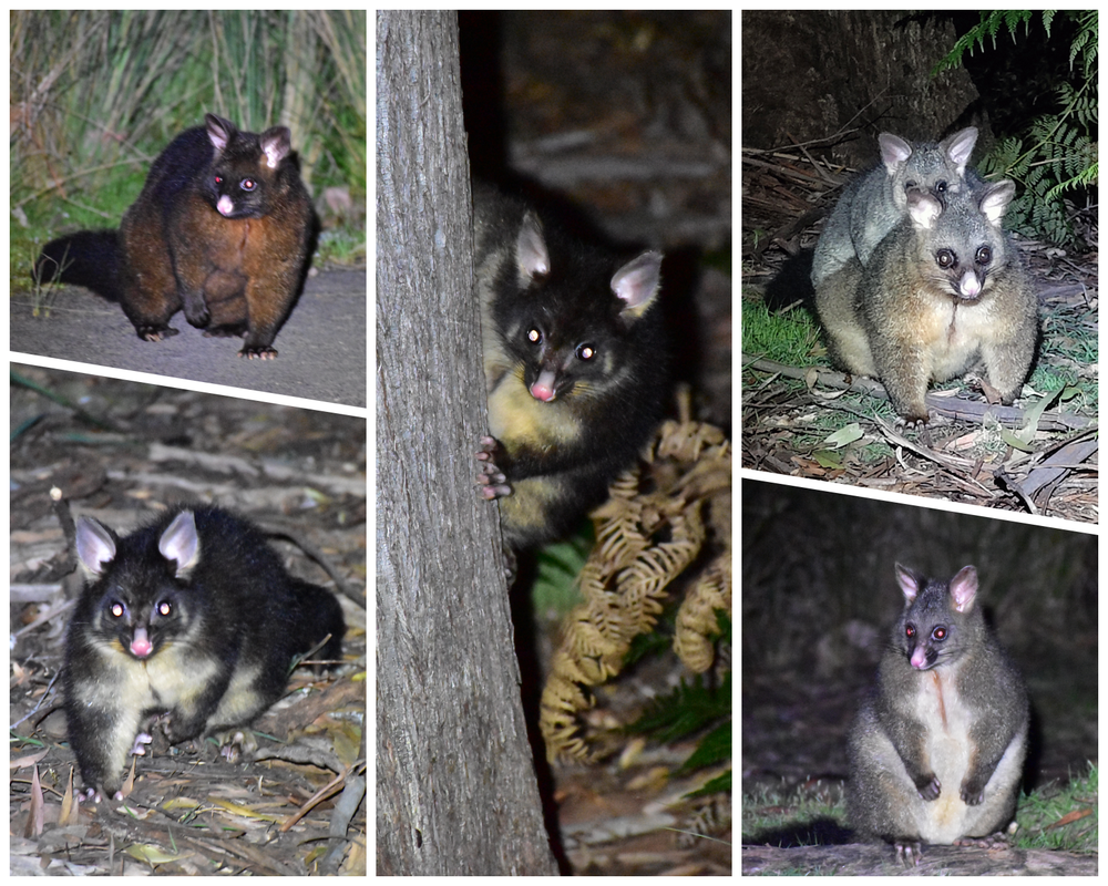 Mount Field National Park - Australia (II): Recorriendo Tasmania (4)