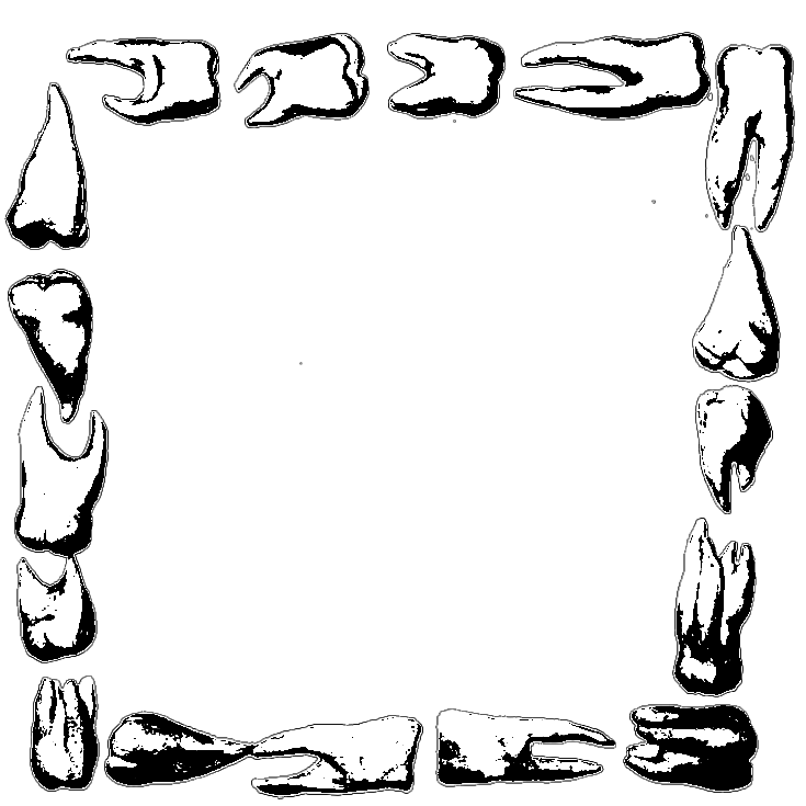 teeth_#2