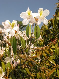 768px-Rhododendron-latoucheae-var-amamiense-1