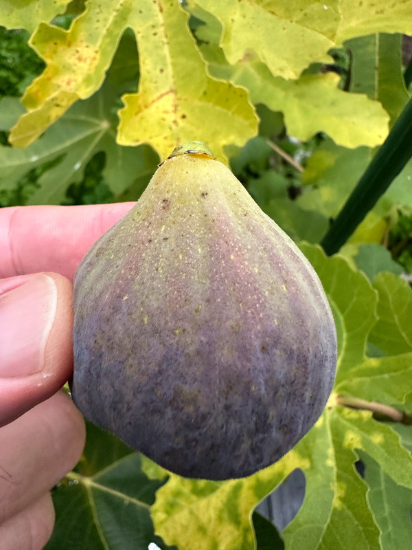 figs-444.jpg