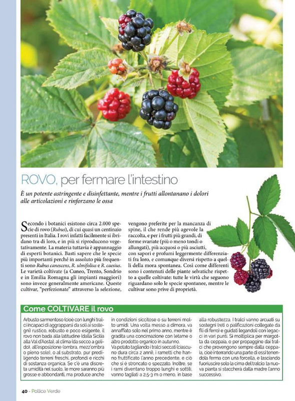 Pol Ver Set 2021 (7)