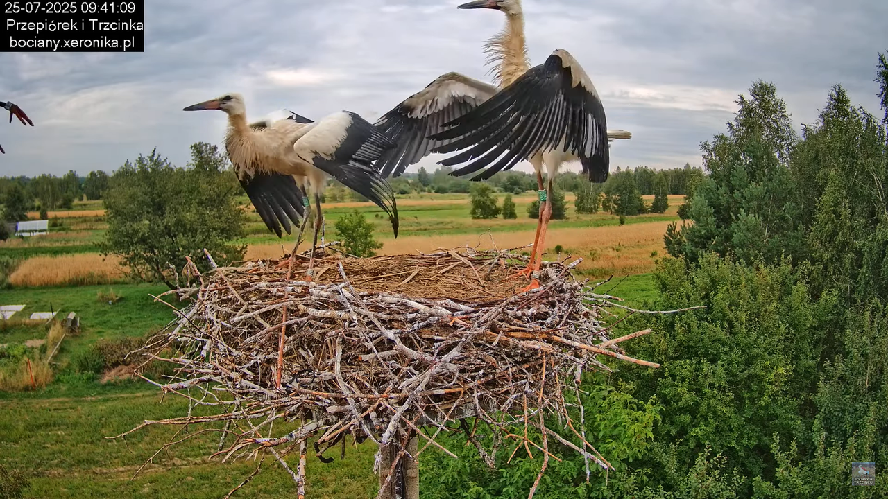 25072025bociany29