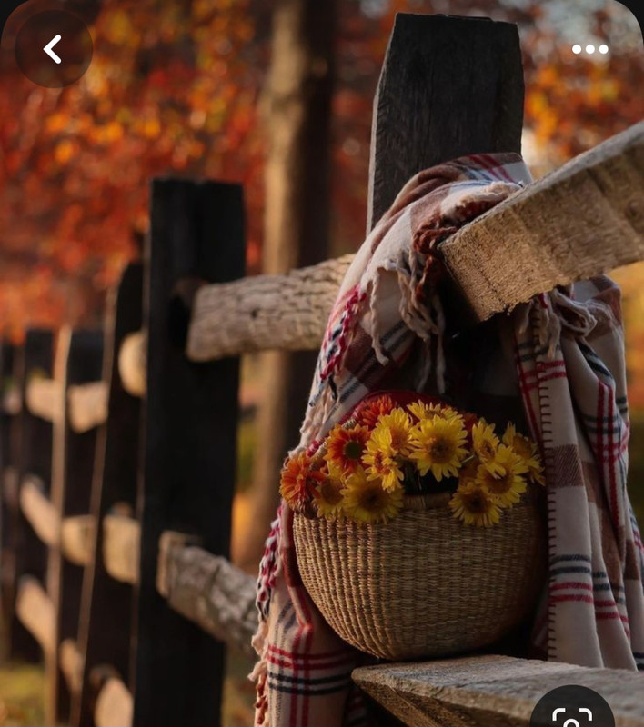 Screenshot_20231113_231148_Pinterest