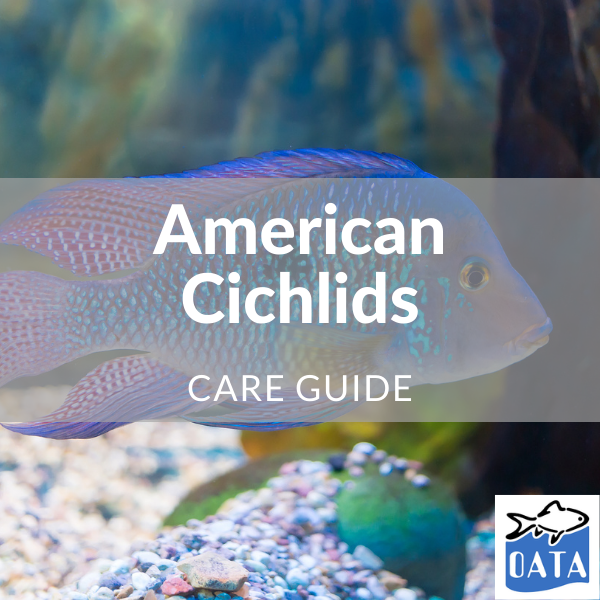 OATA Guide to American Cichlids - Lincs Aquatics