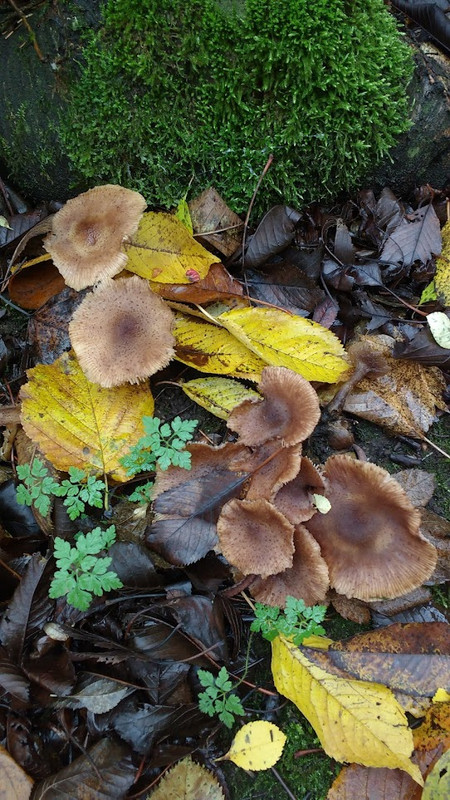 IMG 20251114 105132940