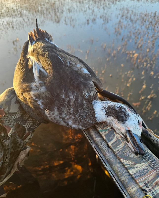 Screenshot_20241201_074140_Gallery