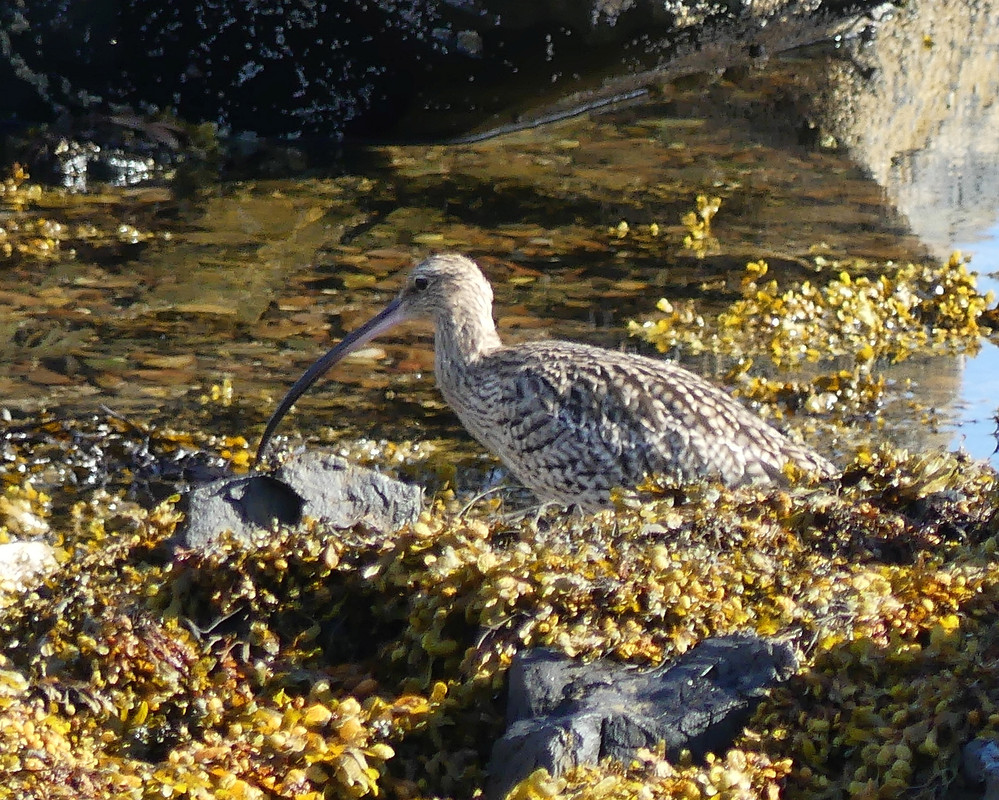 CURLEW 1 140824