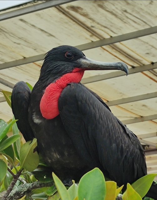 Galápagos 2022 - Blogs de Ecuador - Día 7 (25 de junio): Llegada a Isabela (5)