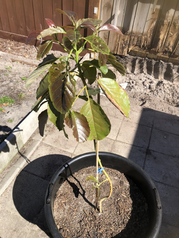 Nishikawa Avocado