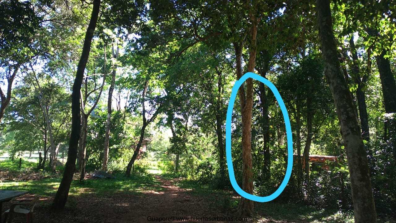 Huertasurbanas_com-guaporeti1.jpeg-20220103_145114Guaporeti