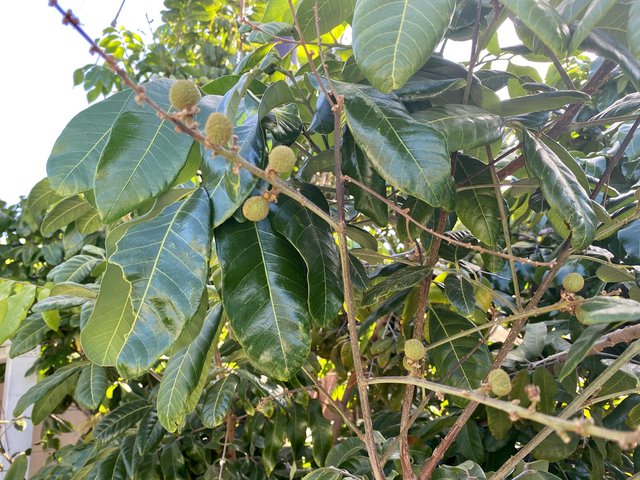 [Image: B5-AF1474-5-EEC-49-DF-9-F76-846-B696007-A7.jpg]