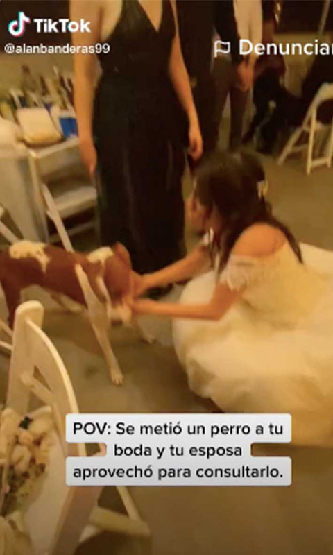 Perrito se cuela a la boda de una veterinaria y recibe consulta gratis