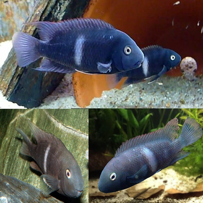 Cichlid-Poor-Mans-Tropheus