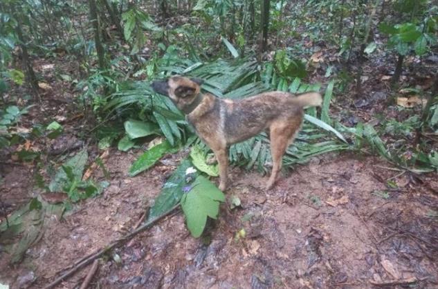 Milagro en la selva colombiana: Encuentran con vida a los 4 niños perdidos en la selva desde hace 40 días 2023-6-9-23-29-34