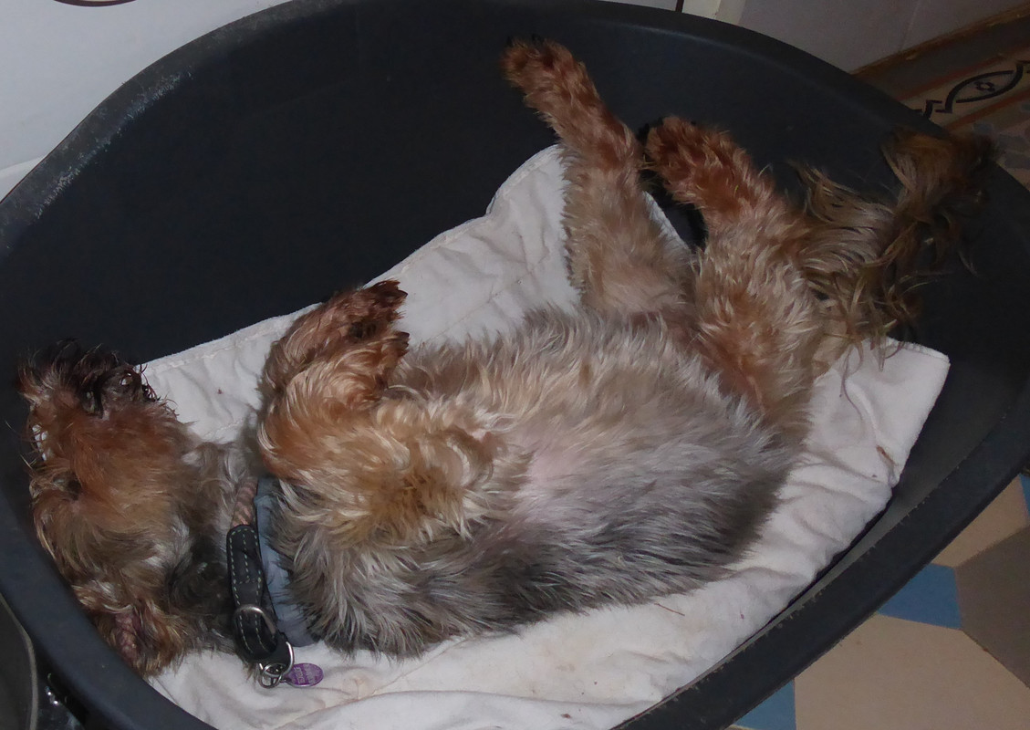 [Image: P1010871.jpg]