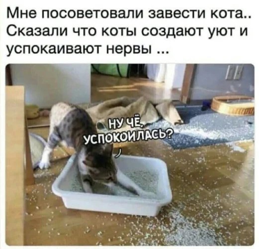 2. Посоветовали завести кота