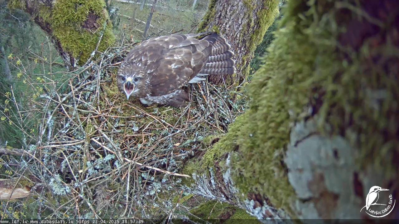 Melnās klijas (Milvus migrans) Kurzemē_ peļu klijāni (Buteo buteo) 7-44-55 screenshot