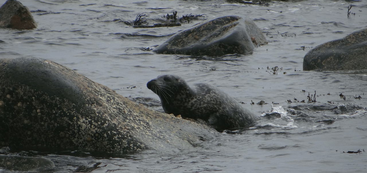 GREY SEAL 5 150225