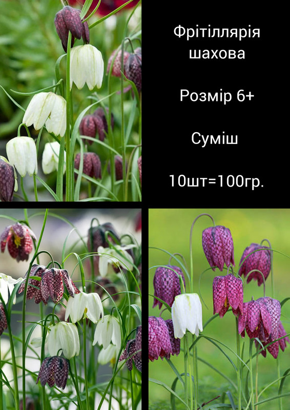 GridArt_20230810_093555636