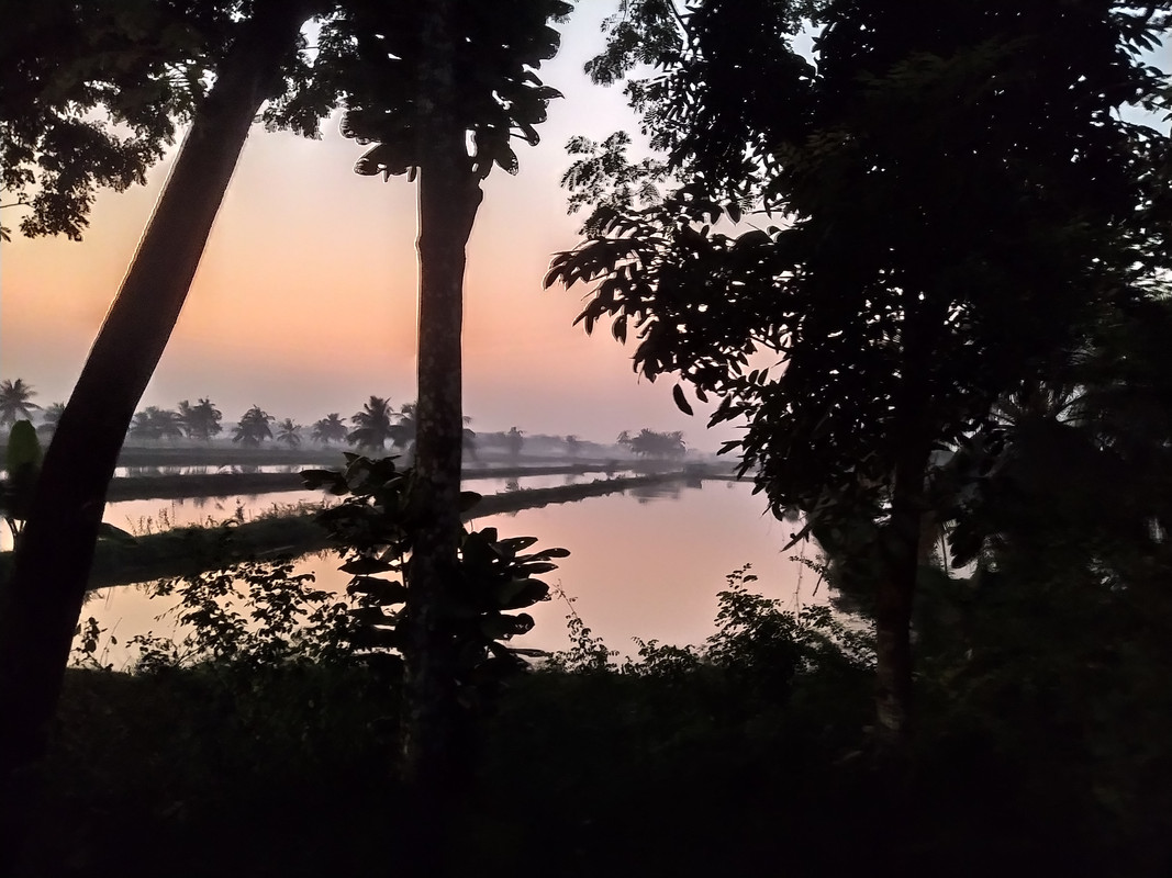 Бенгальский фьюжн с коровами на деревьях, или Бангладеш в обрамлении двух Индий