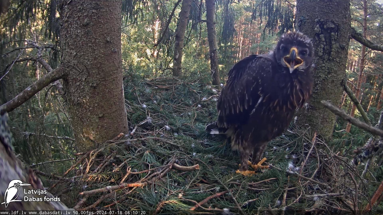 Mazais ērglis (Clanga pomarina), ligzda eglē __ Lesser spotted eagle in spruce, Zemgale, Latvia 14-2