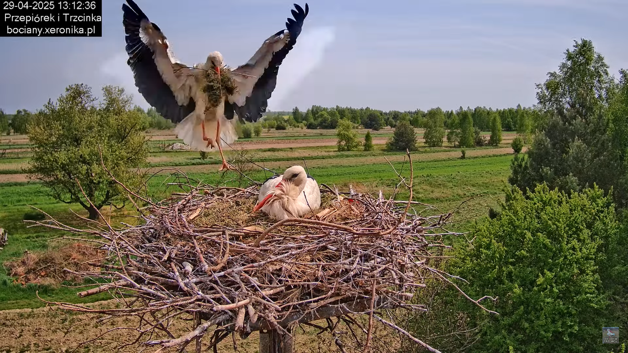 29042025bociany21