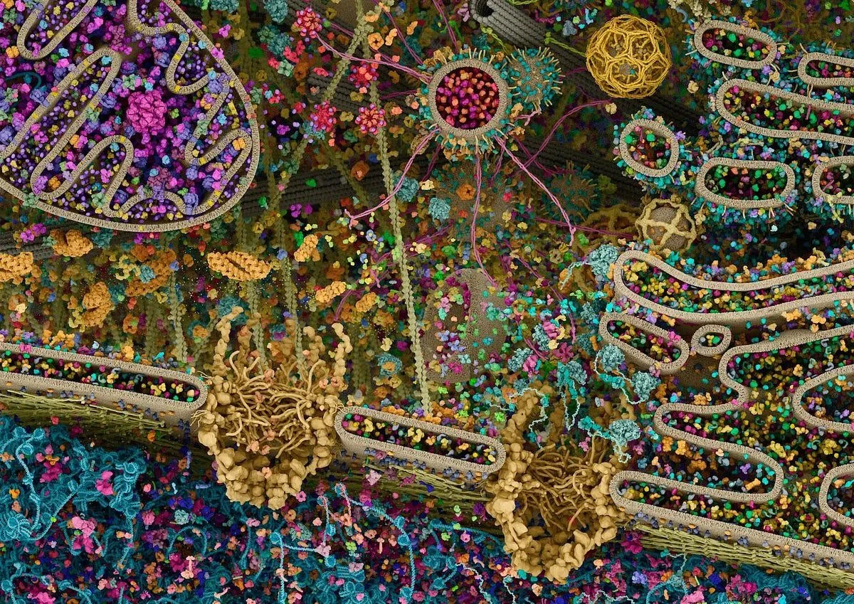 human-cell