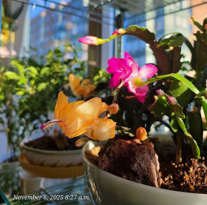 [Image: 20251106-082735.jpg]