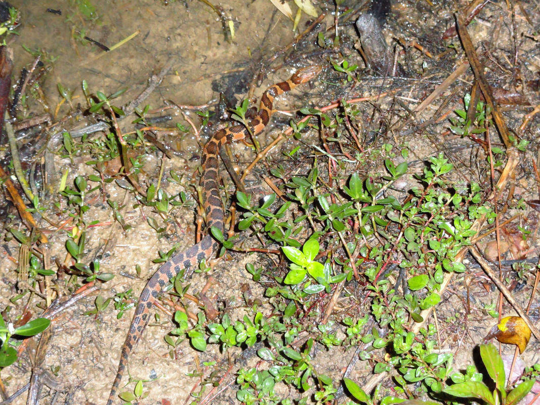 DSC06652-2.jpg