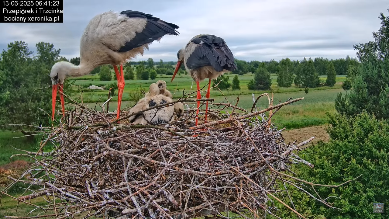 13062025bociany15