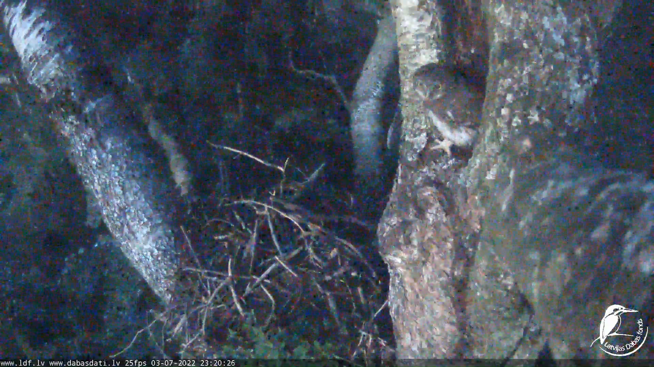 Melnās klijas (Milvus migrans) Kurzemē - LDF tiešraide 12-41-21 screenshot