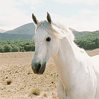 horsin-around-av1.gif