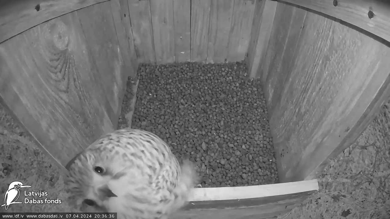 Lauku piekūns Skrīveru apkārtnē 11-2-1 screenshot