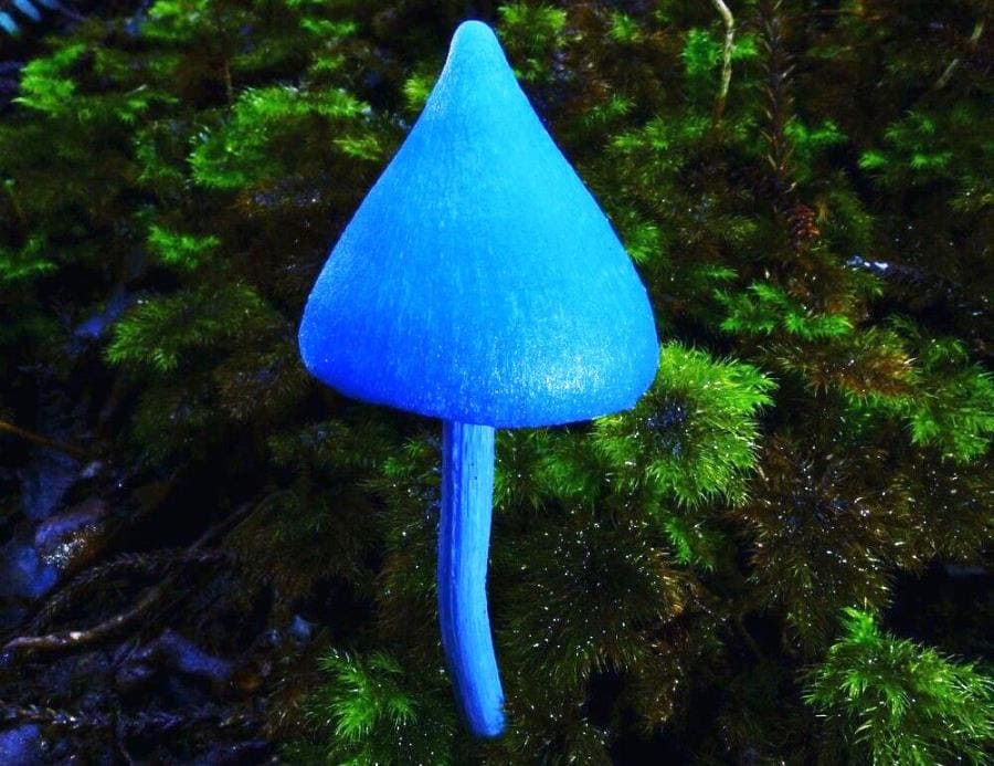 Интересные факты про Entoloma hochstetteri - синий гриб-призрак Новой Зеландии Интересные факты про Entoloma hochstetteri - синий гриб-призрак Новой Зеландии
