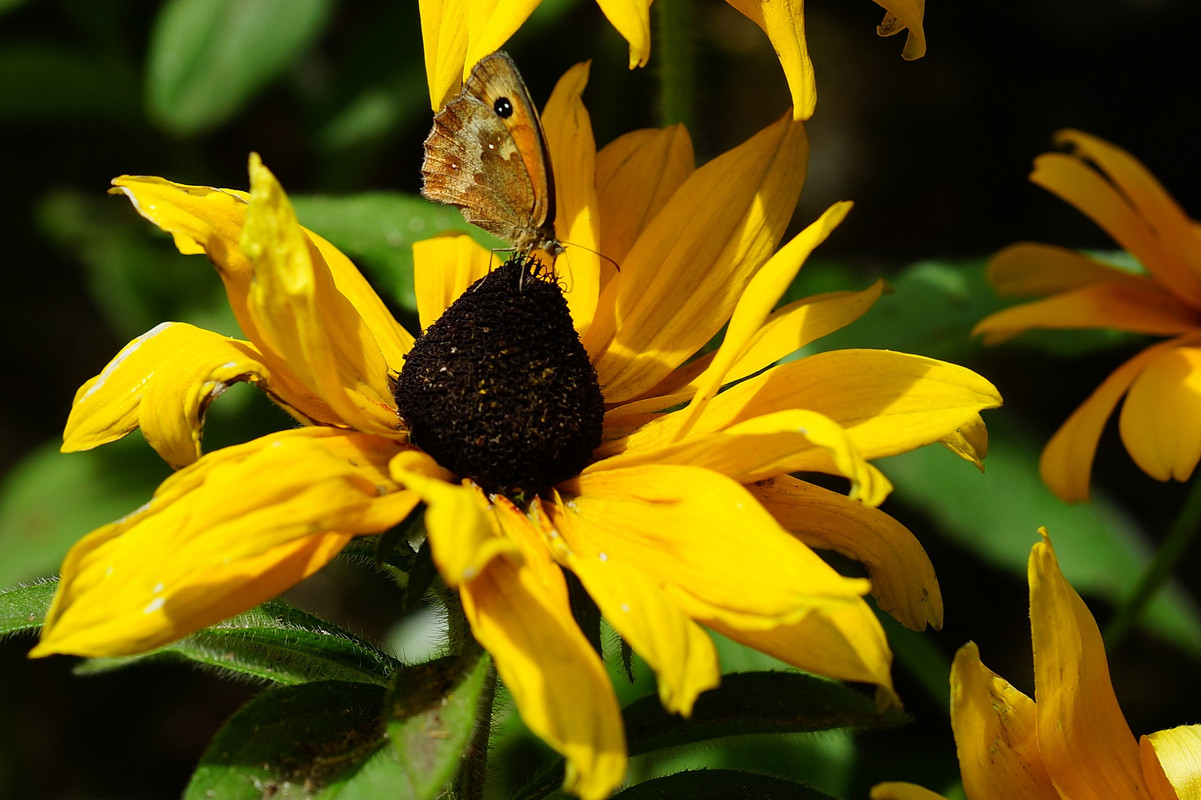 DSC00037-2.jpg
