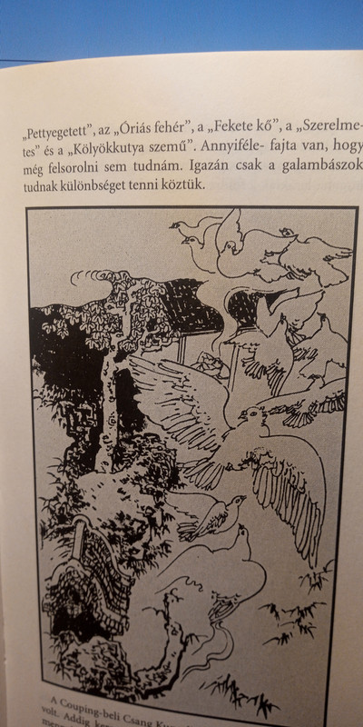 Kép