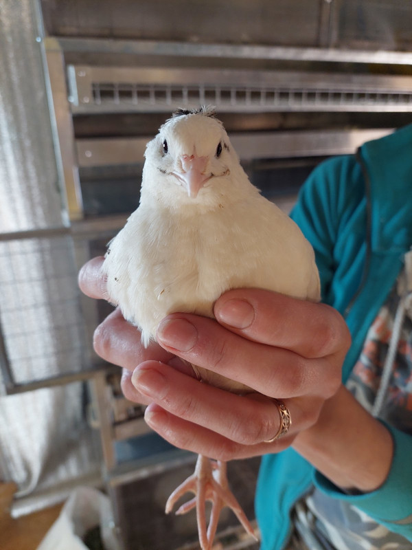 IMG-f6660f7fed583e8ed1c84637fb834987-V