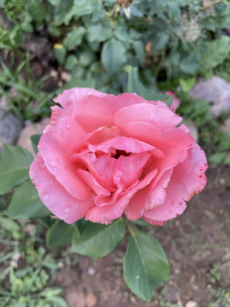https://i.postimg.cc/4NLpkjYd/IMG-5645.jpg