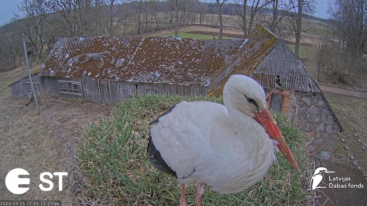 (11) Baltie stārķi (Ciconia ciconia) Tukuma novadā __ White storks in Tukums, Latvia - YouTube - 873