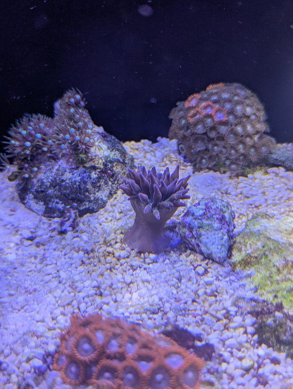 PXL 20251211 185240685 MP