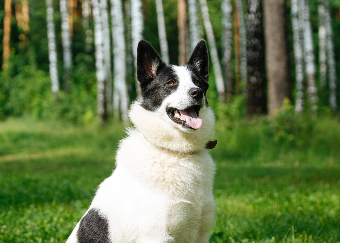 Изображение WhatsApp 2025-07-06 в 10.03.42_8abaed13