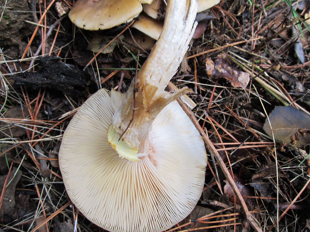 Armillaria mellea  (5)