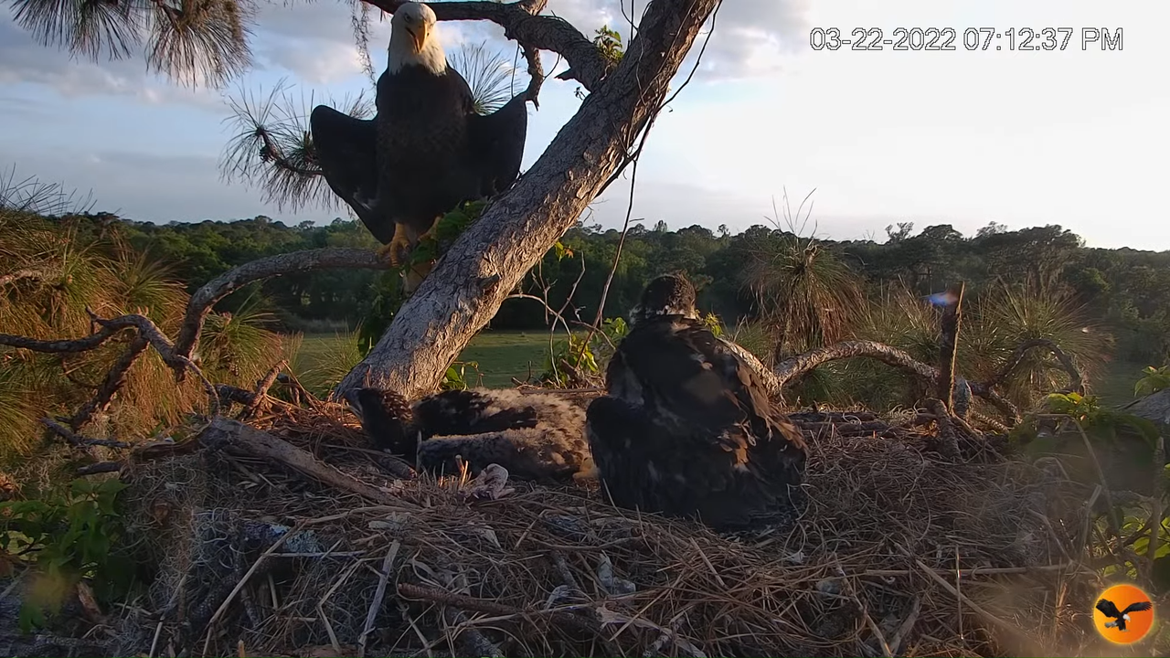 EC Nest Cam 2-29-51 screenshot (1)