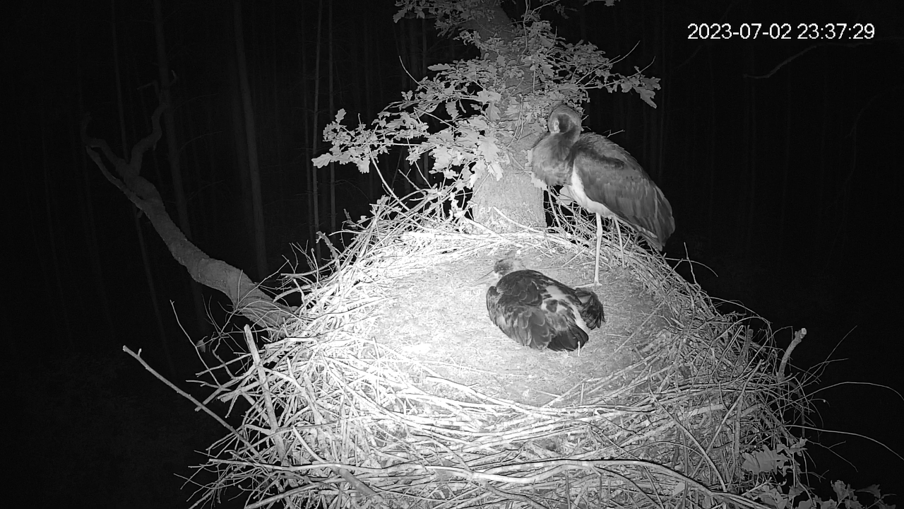 Bociany Czarne Online 2023 - transmisja z gniazda w woj.łódzkim 13-49-29 screenshot