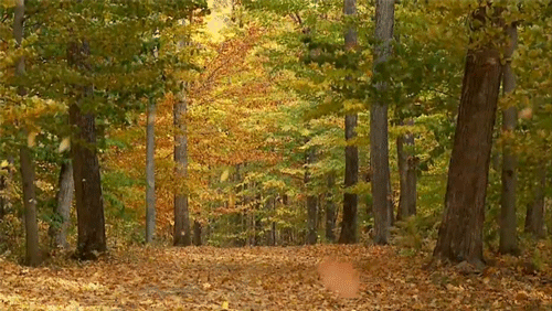 fall