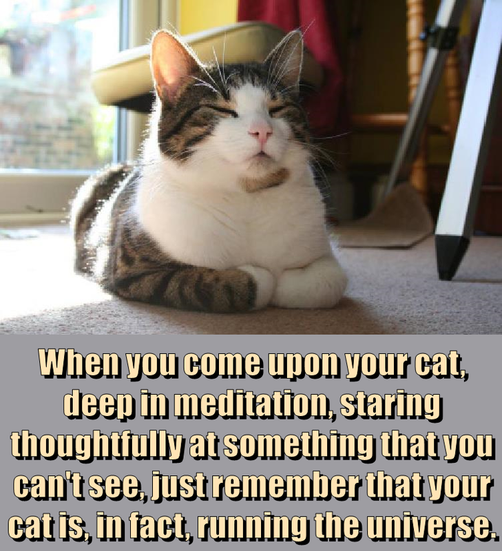 cats are the masters of the universe